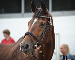 broodmare Lanessa (Holsteiner, 1996, from Silvester)