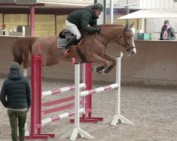 jumper Gracieuse de La Hutte (Selle Français, 2016, from Mylord Carthago)