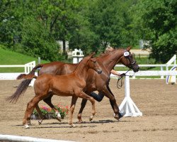 broodmare Celine (Bavarian, 2005, from Revan)