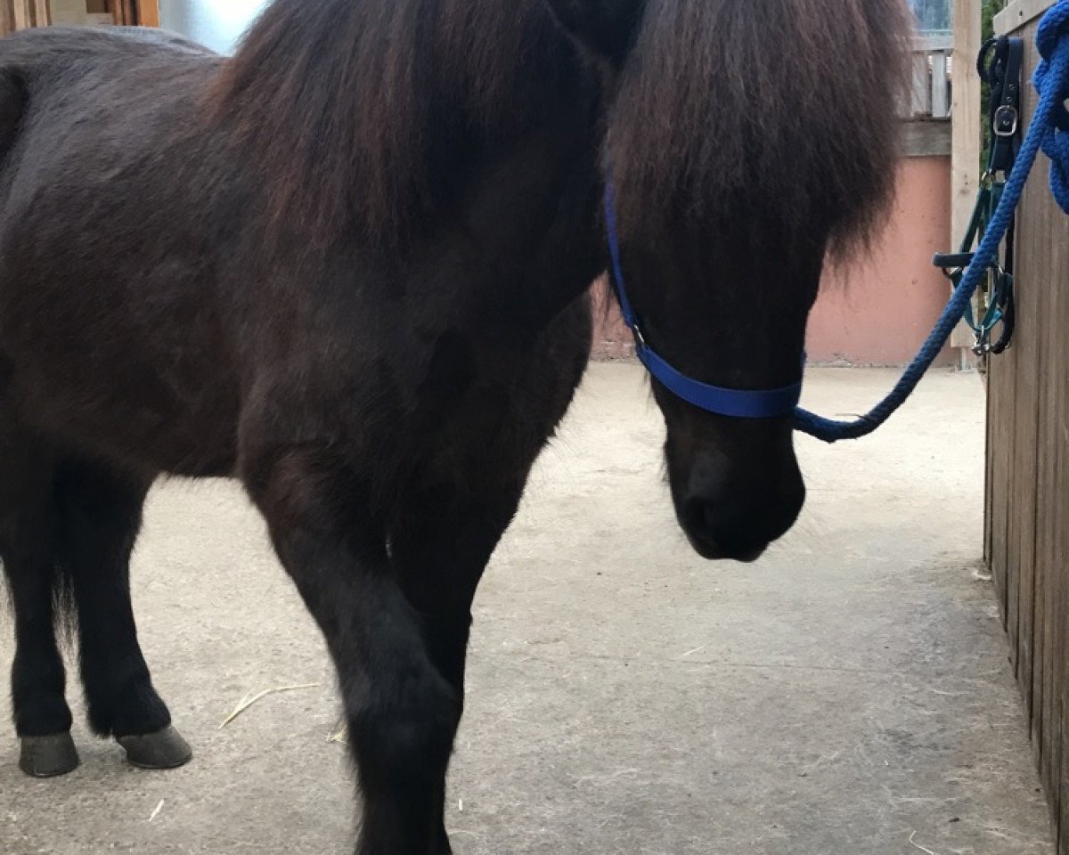 horse Hektor vom Mönchhof (Iceland Horse, 2006, from Gammur fra Forsae)