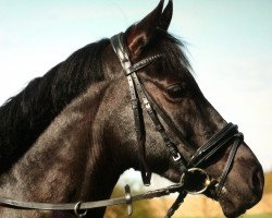 dressage horse Duke 198 (German Riding Pony, 2001, from Dino B)