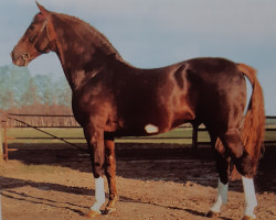 Deckhengst Furioso II (Selle Français, 1965, von Furioso xx)