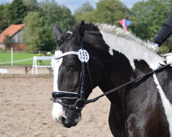 dressage horse Gypsy (Tinker / Irish Cob / Gypsy Vanner, 2010)