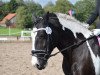 dressage horse Gypsy (Tinker / Irish Cob / Gypsy Vanner, 2010)