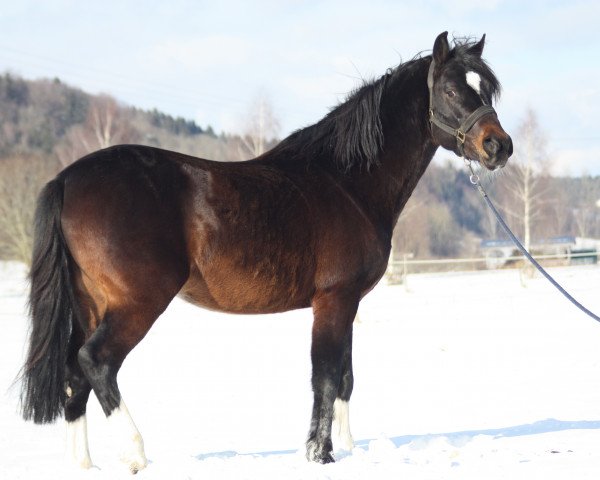 stallion Night Jumper (German Riding Pony, 2010, from Night-Power)