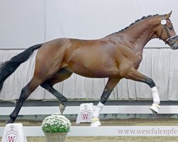 dressage horse Four Roses (Westfale, 2018, from Fürstenball)