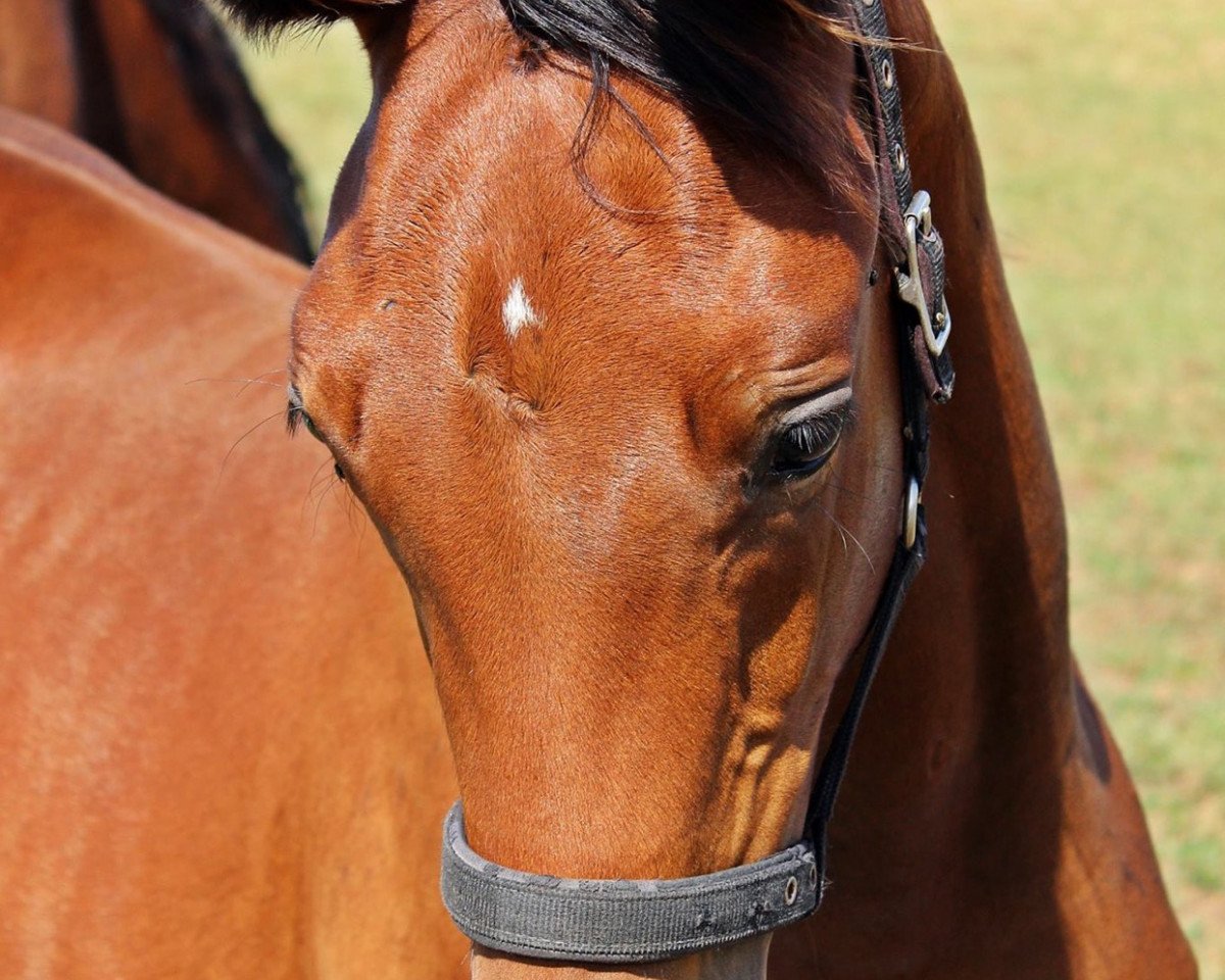 dressage horse Catoolina (Rhinelander, 2016, from Catoo)