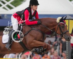 jumper Colmetta (KWPN (Royal Dutch Sporthorse), 2007, from Ol Metta)