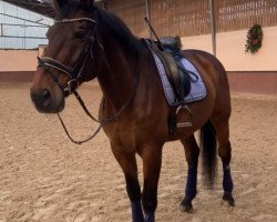 dressage horse Concorde 59 (Rhinelander, 2005, from Concorde)