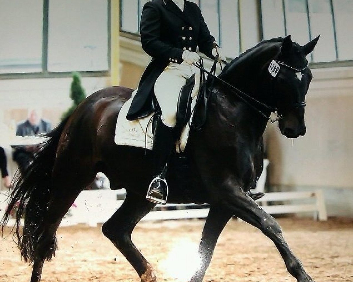 dressage horse Rien ne va plus 26 (Rhinelander, 2000, from Rosenkavalier)
