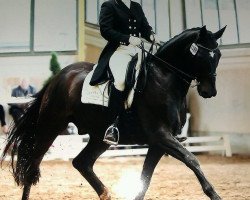 dressage horse Rien ne va plus 26 (Rhinelander, 2000, from Rosenkavalier)