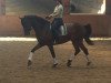 dressage horse Connor MacLeod 9 (Rhinelander, 2015, from Catoo)