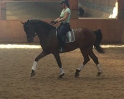 dressage horse Connor MacLeod 9 (Rhinelander, 2015, from Catoo)