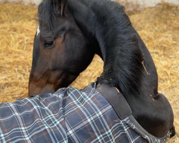 dressage horse Satyros (Oldenburg, 2016, from Semper)