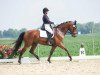 dressage horse Lord Faunt Leroy (Rhinelander, 2012, from Lord Loxley I)