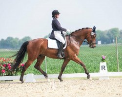 dressage horse Lord Faunt Leroy (Rhinelander, 2012, from Lord Loxley I)