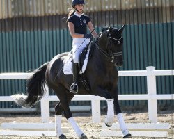 dressage horse Devil's Peak 2 (Oldenburg, 2010, from Desperados FRH)