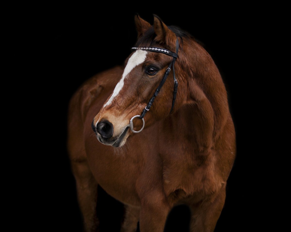 broodmare Castella (Hanoverian, 1993, from Cavalier)