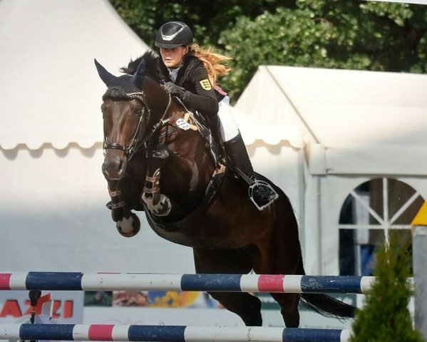 jumper Ce La Vie 3 (German Sport Horse, 2008, from Cancoon)
