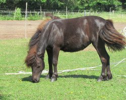 Pferd carlotta vom Allerhop (Dt.Part-bred Shetland Pony, 2019, von Kwintus van Stal Geerhof)