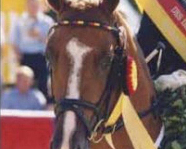 horse Pilgrim’s Red (German Riding Pony, 1996, from Principal Boy)