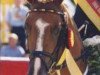 horse Pilgrim’s Red (German Riding Pony, 1996, from Principal Boy)
