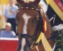 Pferd Pilgrim’s Red (Deutsches Reitpony, 1996, von Principal Boy)