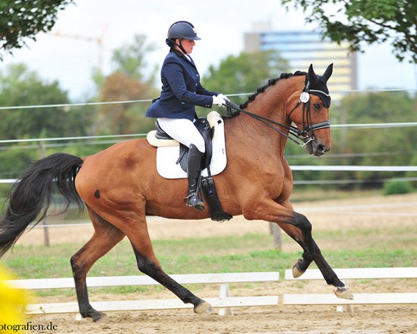 dressage horse Lord-Le-Beau (Oldenburg, 2008, from Lord Pezi)