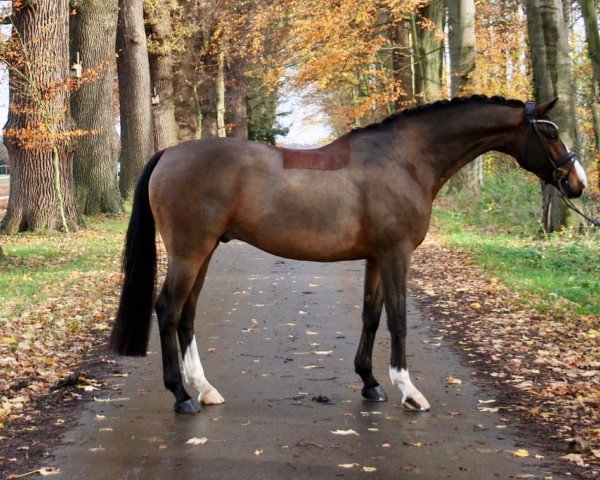 dressage horse Bertini J (Westphalian, 2016, from Callaho's Benicio)