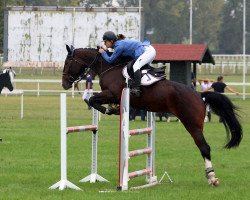 jumper Quid Inde Raitan (Croatian Warmblood, 2012, from quido)