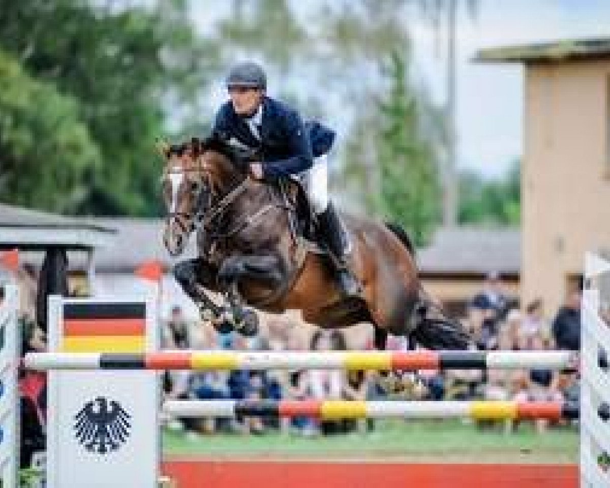 Deckhengst Orplid (Rheinländer, 2002, von Orlando van de Heffinck)