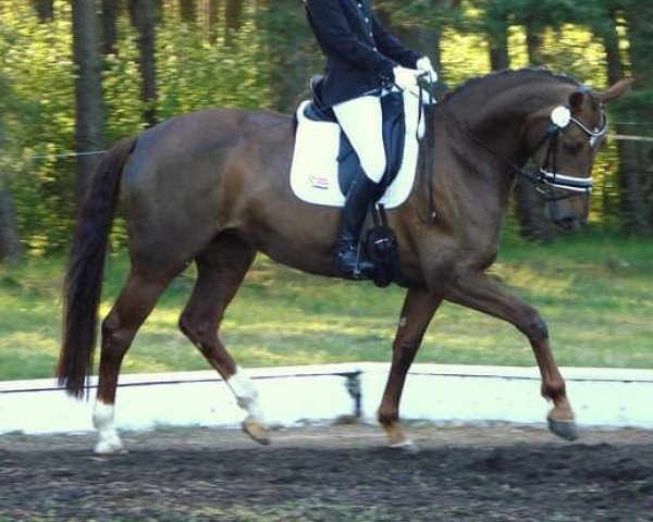 dressage horse Cassandra 347 (Mecklenburg, 2007, from Cartier)