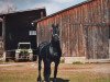 dressage horse Wopke fan Skrins (Friese, 1999)