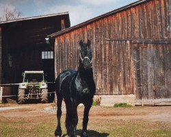 dressage horse Wopke fan Skrins (Friese, 1999)