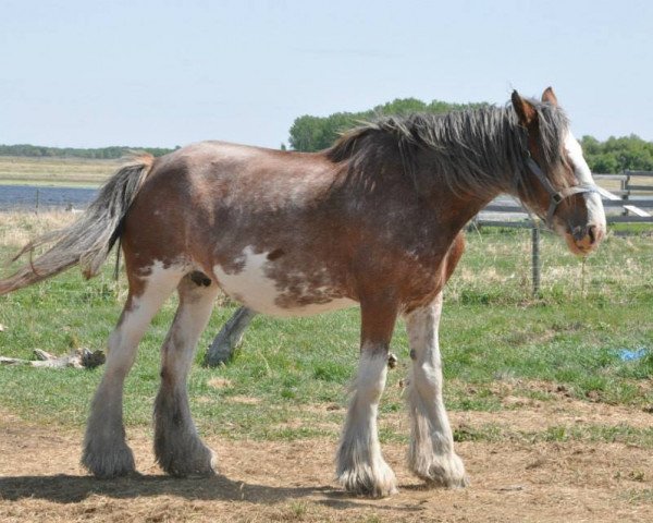 Pferd Stone Farm Lady (Clydesdale, 2006, von Grandeur's Mac of Highland Farms (E.T.))