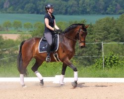 dressage horse Fran Fine 11 (Hanoverian, 2011, from Fürst Nymphenburg)