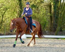 Zuchtstute Oaks Copper Flash (Quarter Horse, 2005, von Chiliad Chex)