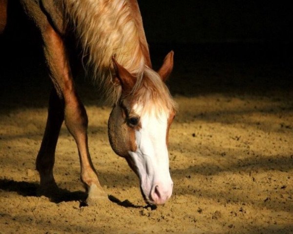 Pferd HOT FLASH TUCKER (Quarter Horse, 2014, von Hot Smokin Chex)