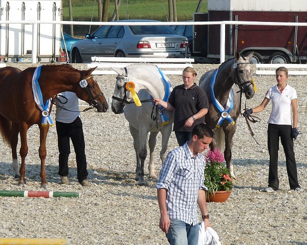 broodmare Passion V (Trakehner, 2005, from In Flagranti)