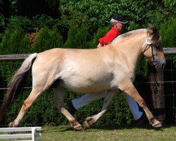 broodmare Mellina (Fjord Horse, 2002, from Merkur N.2743)