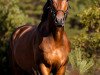 dressage horse Heidebub (Hanoverian, 2015, from Herbstkönig 2)