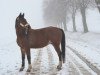 jumper Samoa Mate (German Sport Horse, 2009, from Skyman)