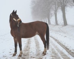 jumper Samoa Mate (German Sport Horse, 2009, from Skyman)