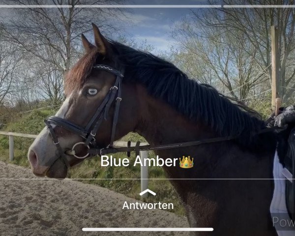 Springpferd Blue Amber 3 (Deutsches Reitpony, 2016, von Graciano 90)