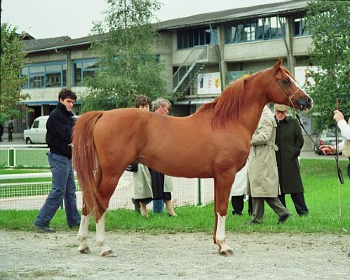 stallion Nimb ox (Arabian purebred, 1975, from Muscat 1971 ox)
