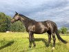 Pferd Baylee (Deutsches Sportpferd, 2008, von Blackstone I)