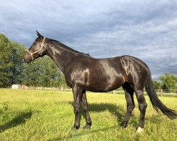 horse Baylee (German Sport Horse, 2008, from Blackstone I)