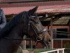 dressage horse Rosenfee 29 (Westphalian, 2015, from Rosengold)