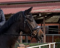 dressage horse Rosenfee 29 (Westphalian, 2015, from Rosengold)