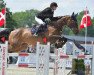 jumper Conny P (Danish Warmblood, 2005, from Carson Ask)